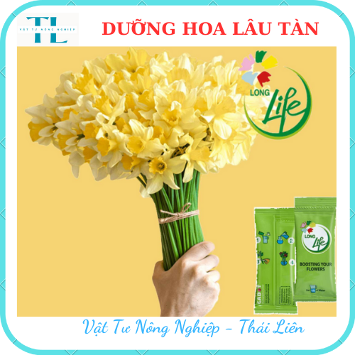 DƯỠNG HOA LÂU TÀN LONG LIFE, KHÔNG THỐI NƯỚC, BỘT DƯỠNG HOA KHÔNG HÉO