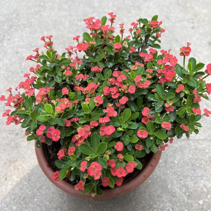 Cây xương rồng bát tiên hoa nhỏ bán kính 20cm, cây hoa nở quanh năm trang trí sân vườn, ban công