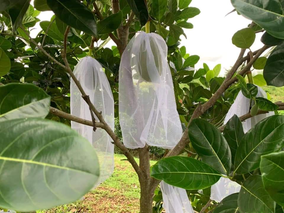 50 TÚI BỌC MÍT
