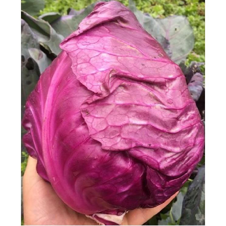 Hạt giống Bắp cải trái tim Tím F1 - 0,1gram/gói