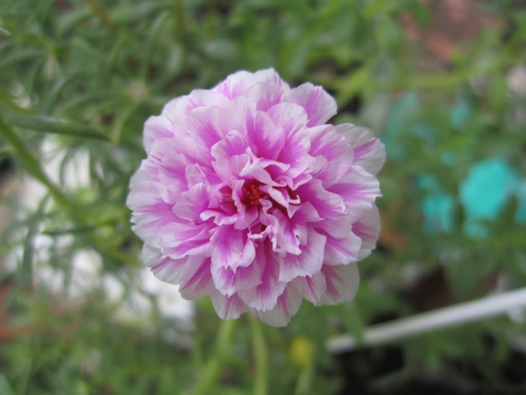 Combo 02 Gói 100 Hạt Giống Hoa Mười Giờ Kép Nhiều Màu - Tặng Kèm Phân Bón