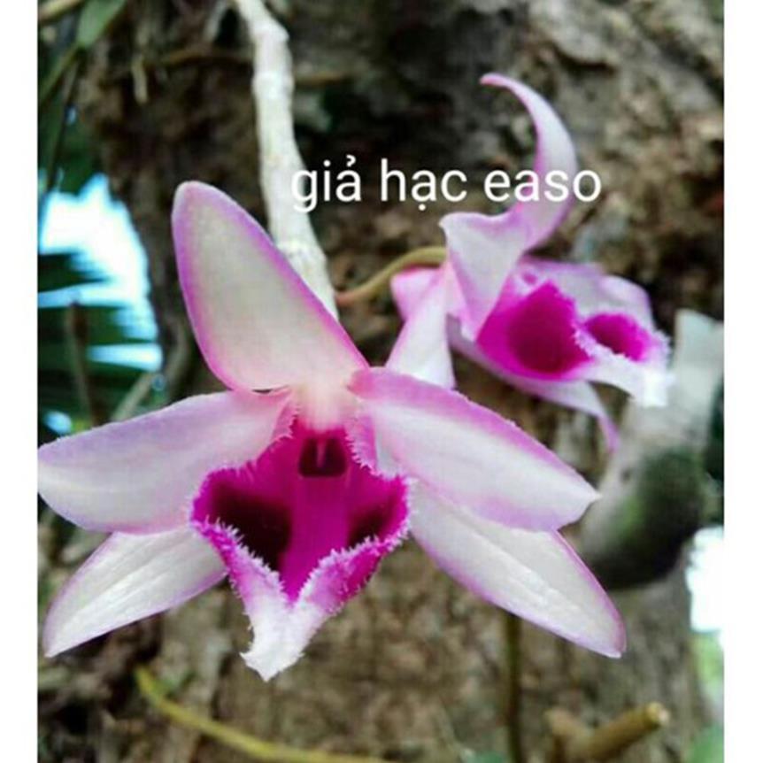 Hoa phong lan _ giả hạc easo