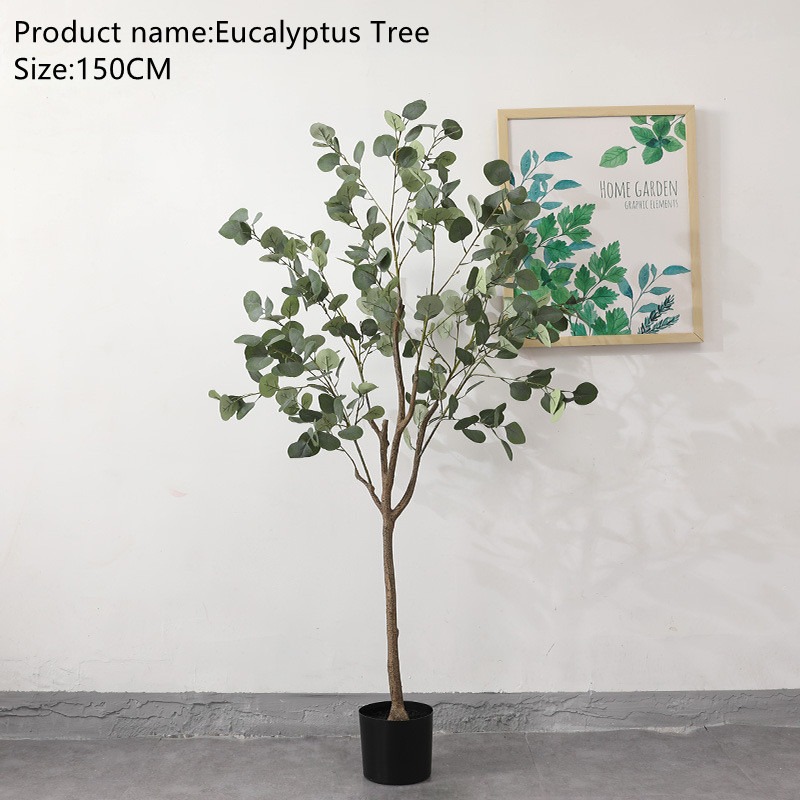 Cây Bạch đàn cao 1m3