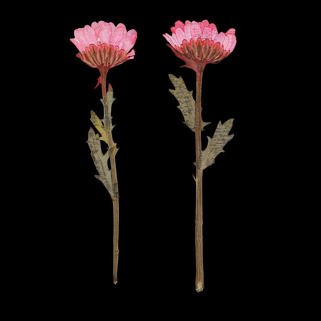 100pcs Pressed Flower Real Dried Flowers 2 Styles Of Rose And Chrysanthemum For Decorations And Crafts Supplying Great Gifts
