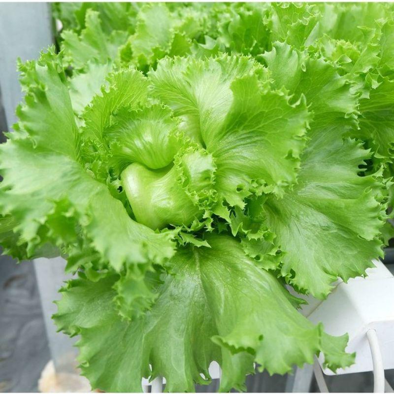 Hạt giống xà lách giòn minetto đóng gói 2gr