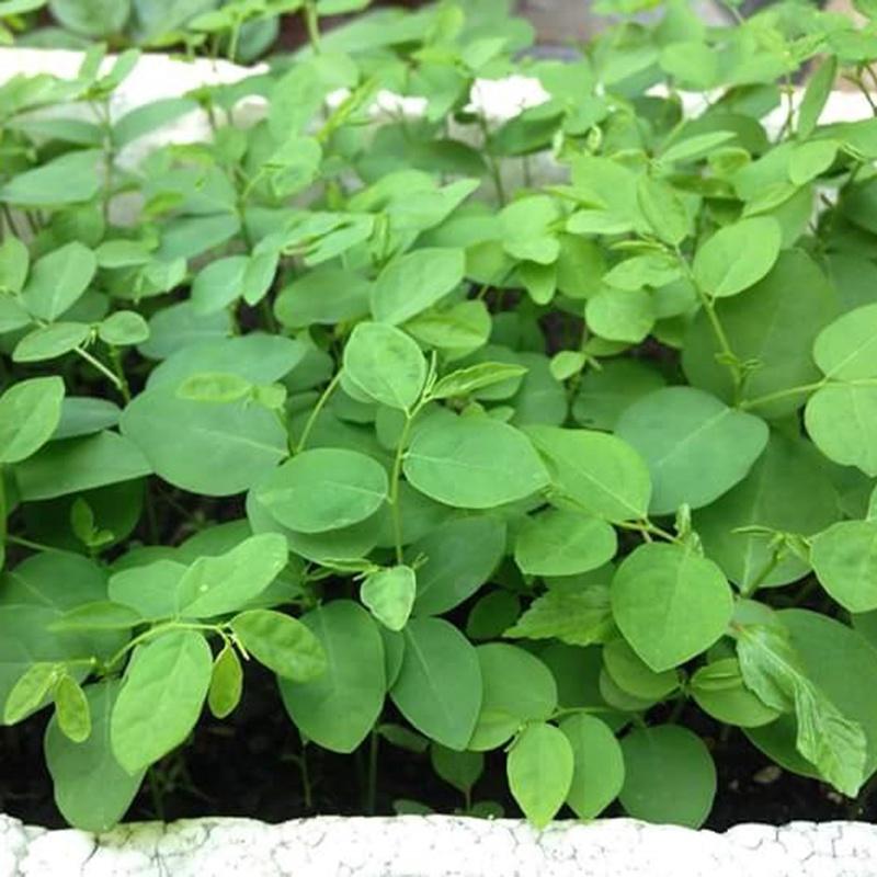 Hạt giống rau bồ ngót CT21 - Gói 1gram