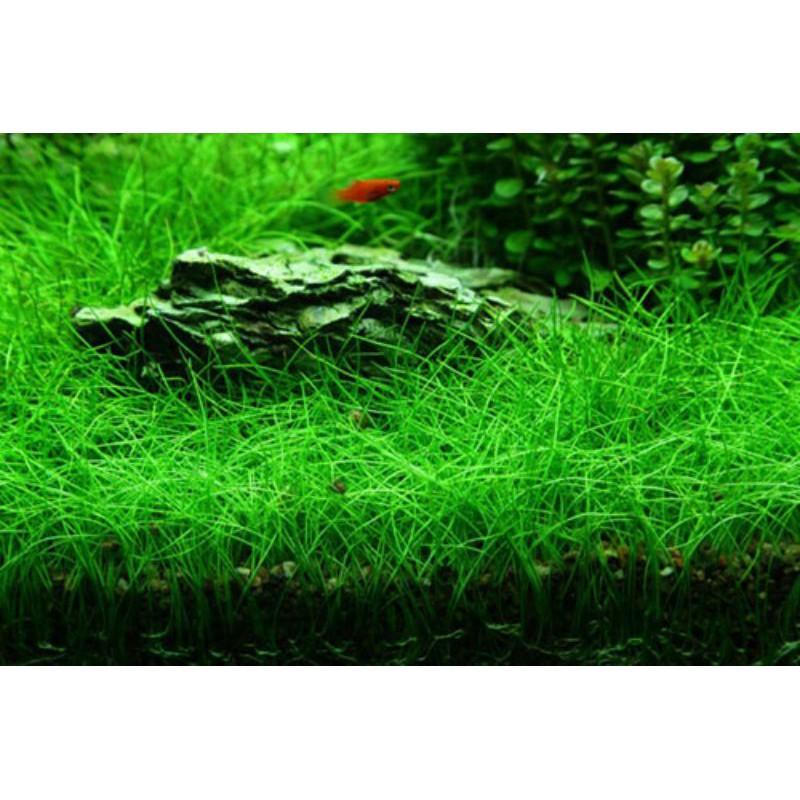 Hạt giống Ngưu Mao Chiên thủy sinh 2gram - phụ kiện trang trí hồ cá cảnh thủy sinh