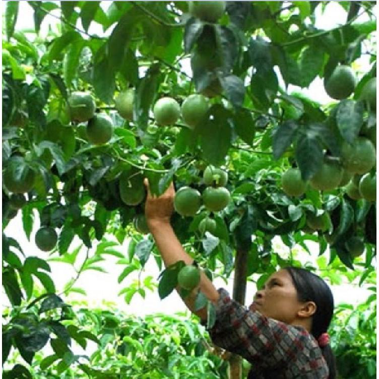 Hạt giống chanh dây leo tím ta - 20 hạt/gói