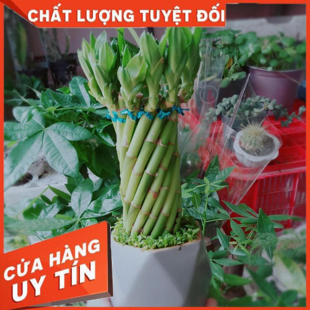 Chậu trúc phát tài 2 Nhiều Người Mua