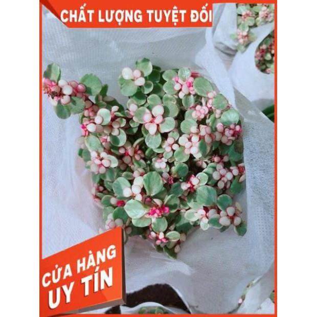 Đô La Hồng