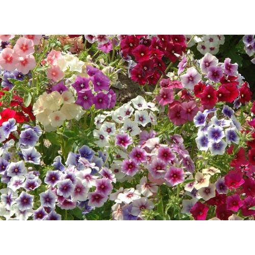 Hạt giống Hoa Thanh Trúc Nhiều Màu