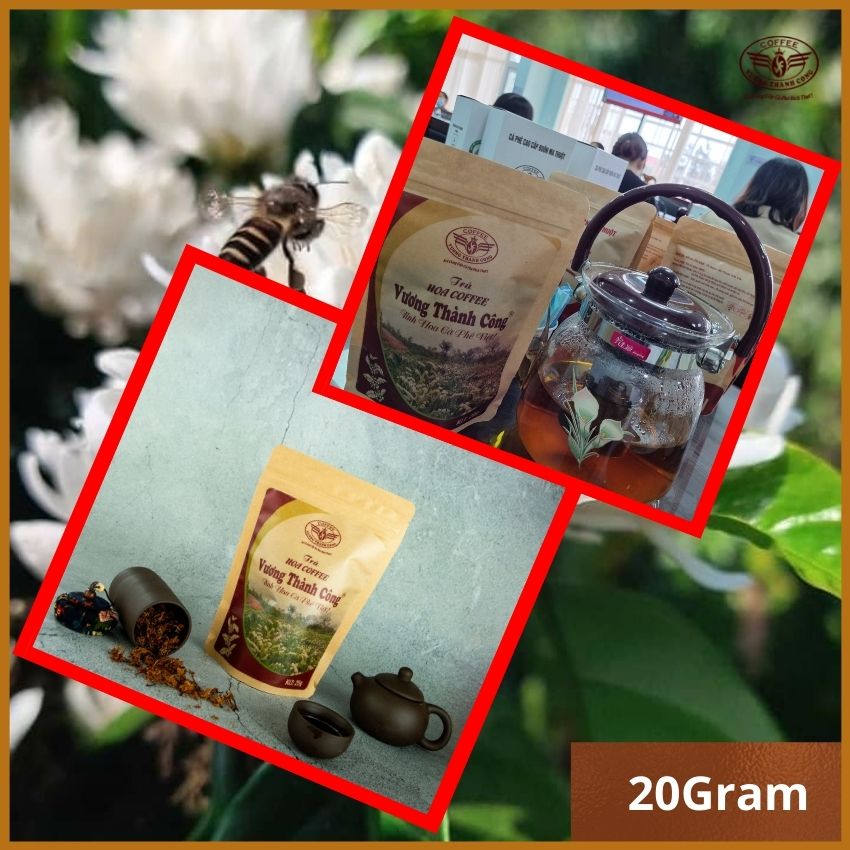 Trà hoa cà phê nguyên chất Vương Thành Công, trà thơm dịu, tự nhiên, hậu ngọt, trà vườn cà phê hữu cơ
