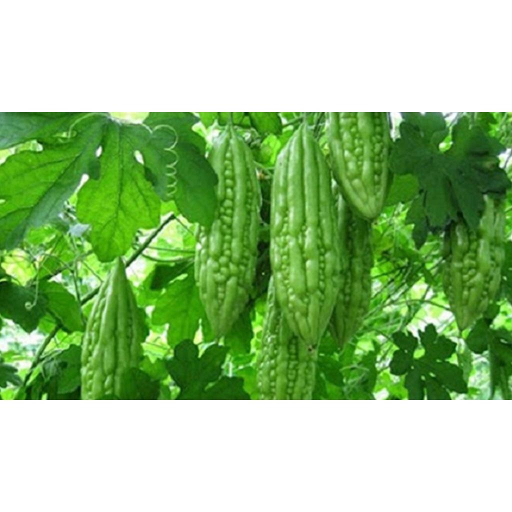 Hạt giống mướp đắng F1 - Khổ qua 10 hạt
