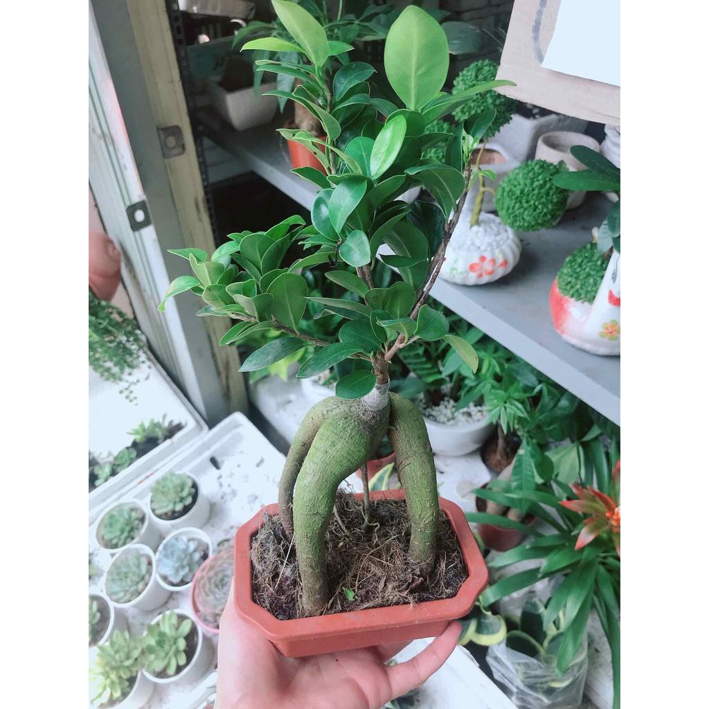 Chậu cây si bon sai nhật Bán Chạy