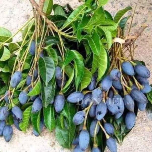 Sản phẩm CÂY TRÁM ĐEN GHÉP