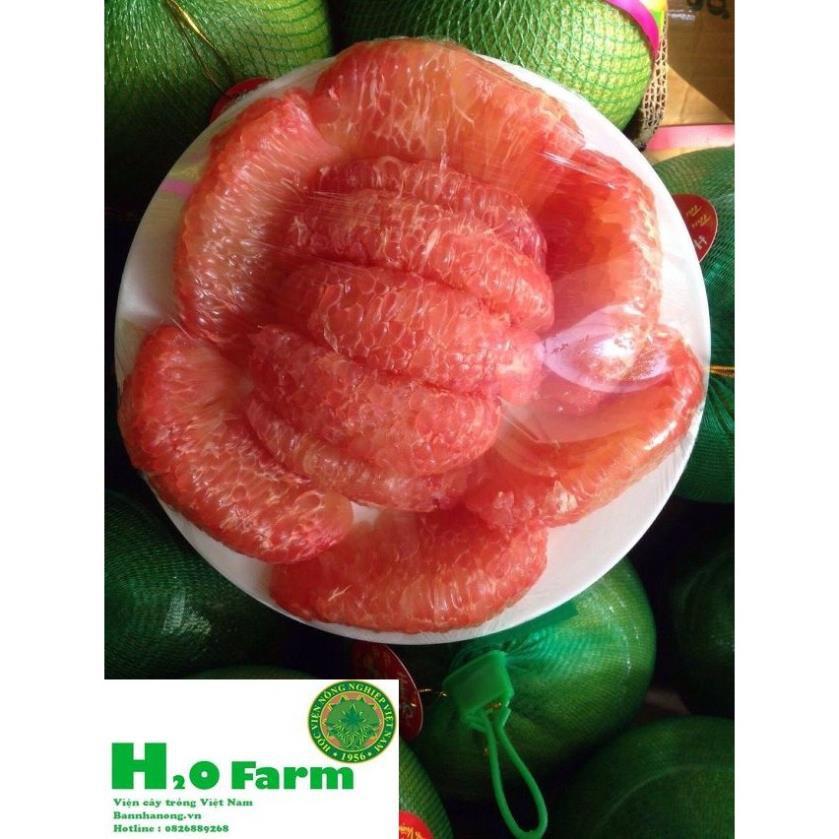 Cây Bưởi Da Xanh Chuẩn Giống Bến Tre Trái Ngọt Tép Mọng Nước + Tặng 01 cây dâu da đất