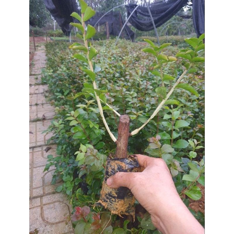 Cây giống tường vi đỏ. hồng.