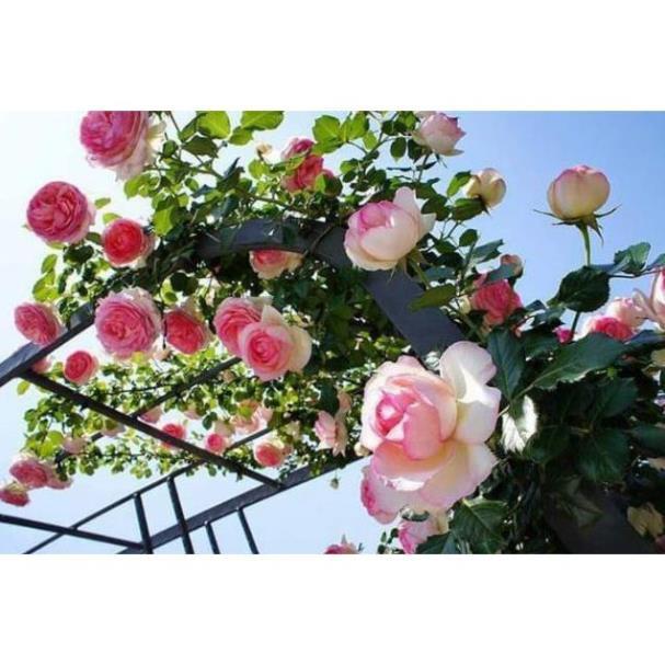 Rê trần hồng leo pháp