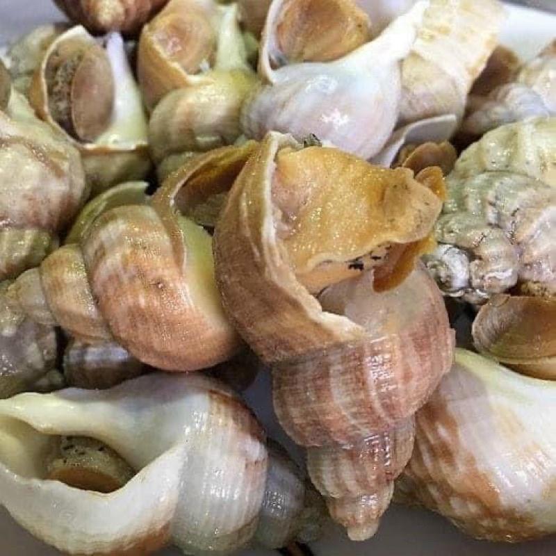 Ốc BULOT pháp 20-30con kg vĩ 500gr