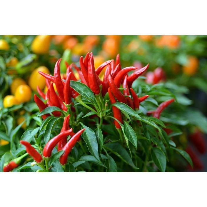 Bột Ớt Cay Ông Chà Và 40g