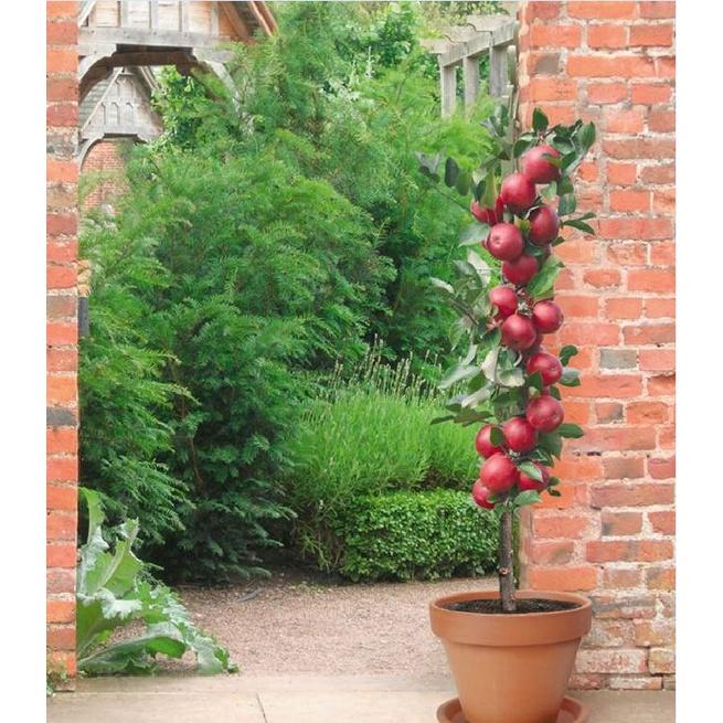 Hạt giống cây táo lùn Mỹ,Táo Bonsai- Gói 10 hạt/tặng kèm gói phân bón lót