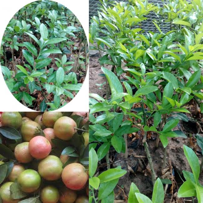 Cây giống chanh đào dòng quả sớm