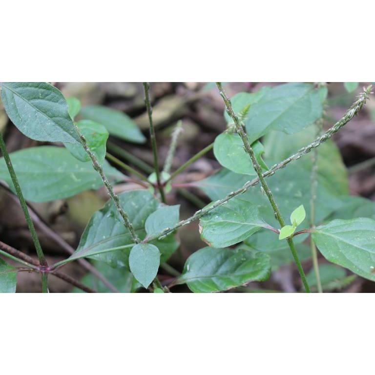 Cây cỏ xước -1kg cây khô sạch
