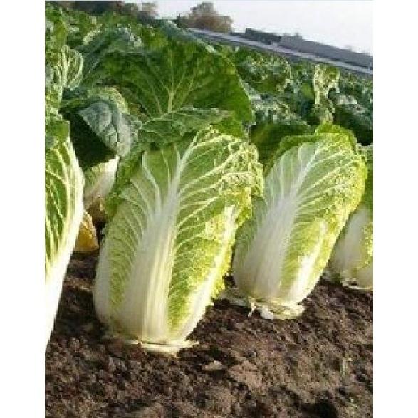 Hạt giống bắp Cải thảo trắng dể trồng f1-gói 0.2Gram-tặng kèm gói phân bón lót