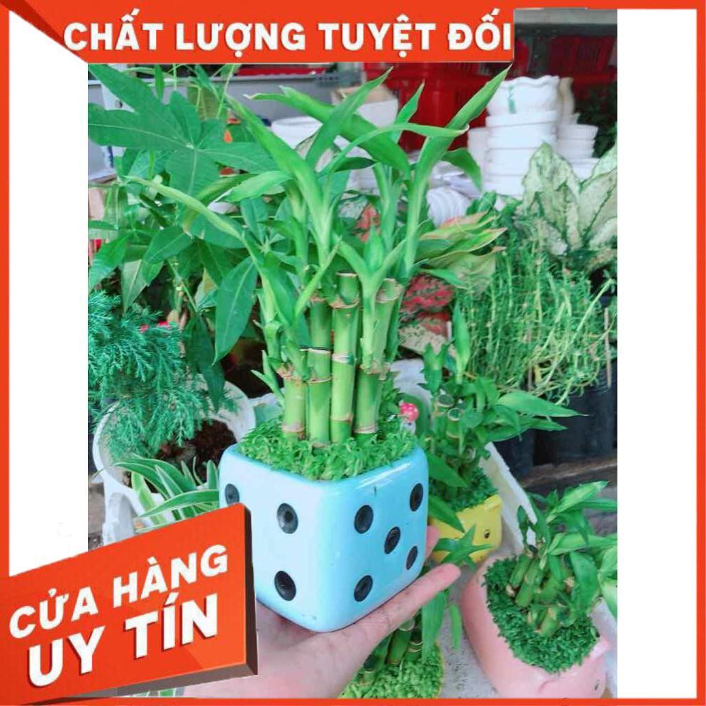 Chậu trúc phát tài Nhiều Người Mua