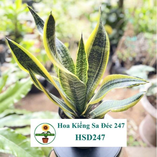 Cây lưỡi hổ thường - tặng phân bón-hoa kiểng lá-trang trí nội thất cảnh quan