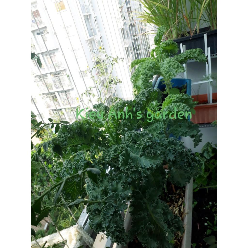 Hạt giống Cải xoăn KALE, đóng gói 2gr