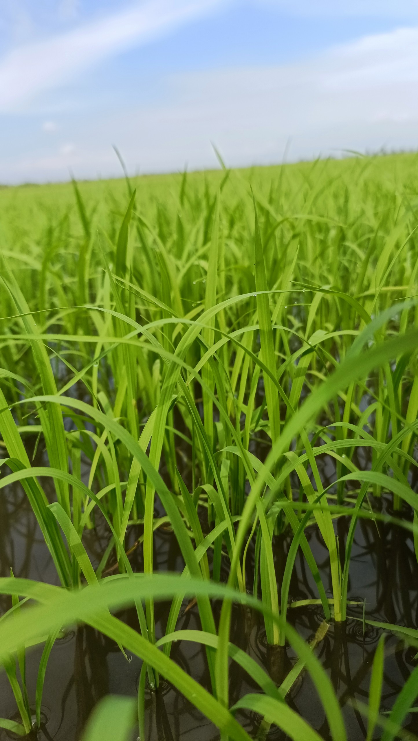 PHÂN BÓN CHUYÊN SỬ DỤNG CHO LÚA ĐẦU VỤ, GIÚP LÚA PHÁT TRIỂN TỐT, RA RỄ NHANH, NỞ BỤI KHỎE - CHAI 500ML