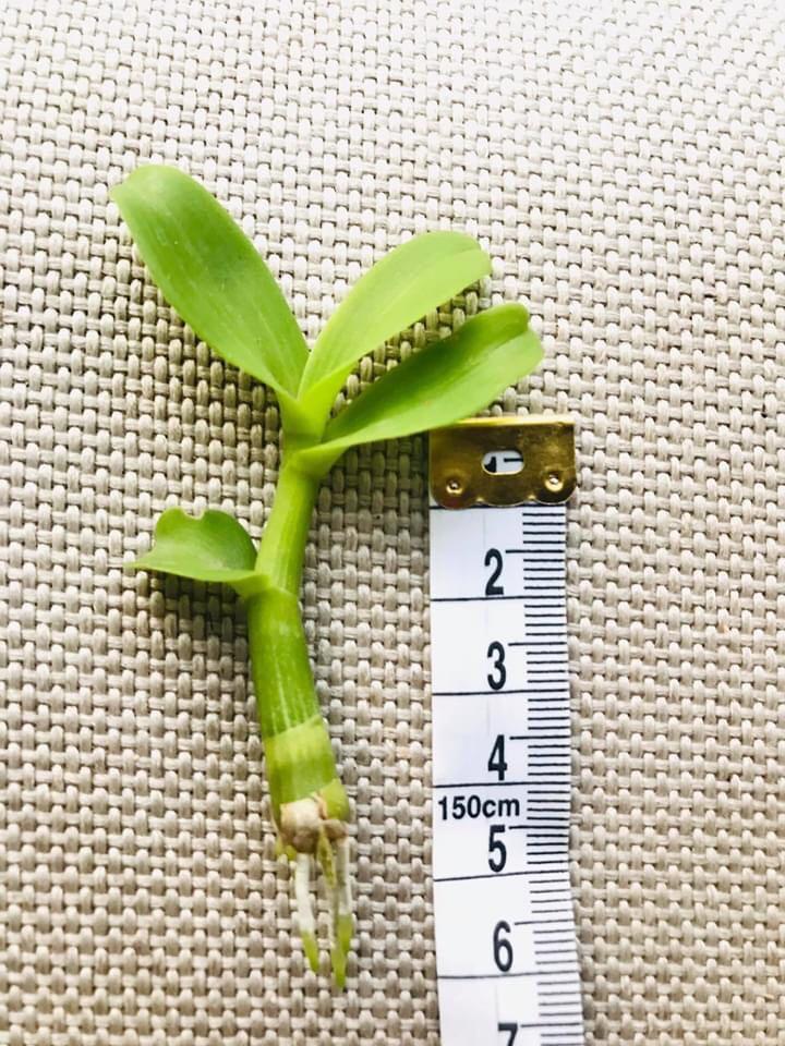 Phi điệp ĐỎ CÁNH MAI chuẩn giống cam kết chất lượng