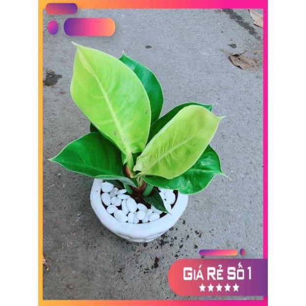 Chậu Cây Trầu Bà Đế Vương