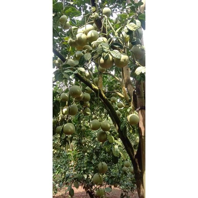 Cây Bưởi Đoan Hùng choai cao từ 1m-1,2m giống ghép chuẩn cho quả luôn siêu chất lượng, cây khỏe