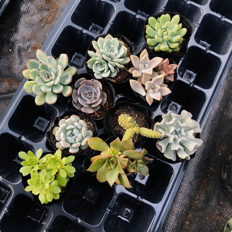 105k ComBo 10 cây 10 loại sen đá