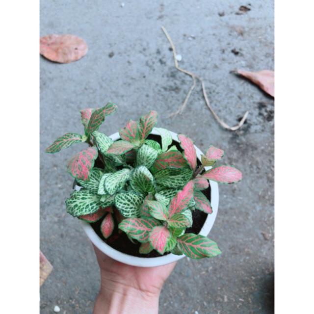 Combo 2 Chậu Cây Cẩm Nhung