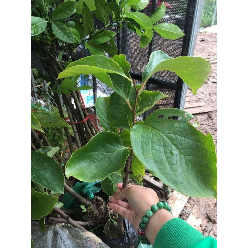 Cây giống hồng đỏ cây giống chuẩn F1 cho năng suất cao
