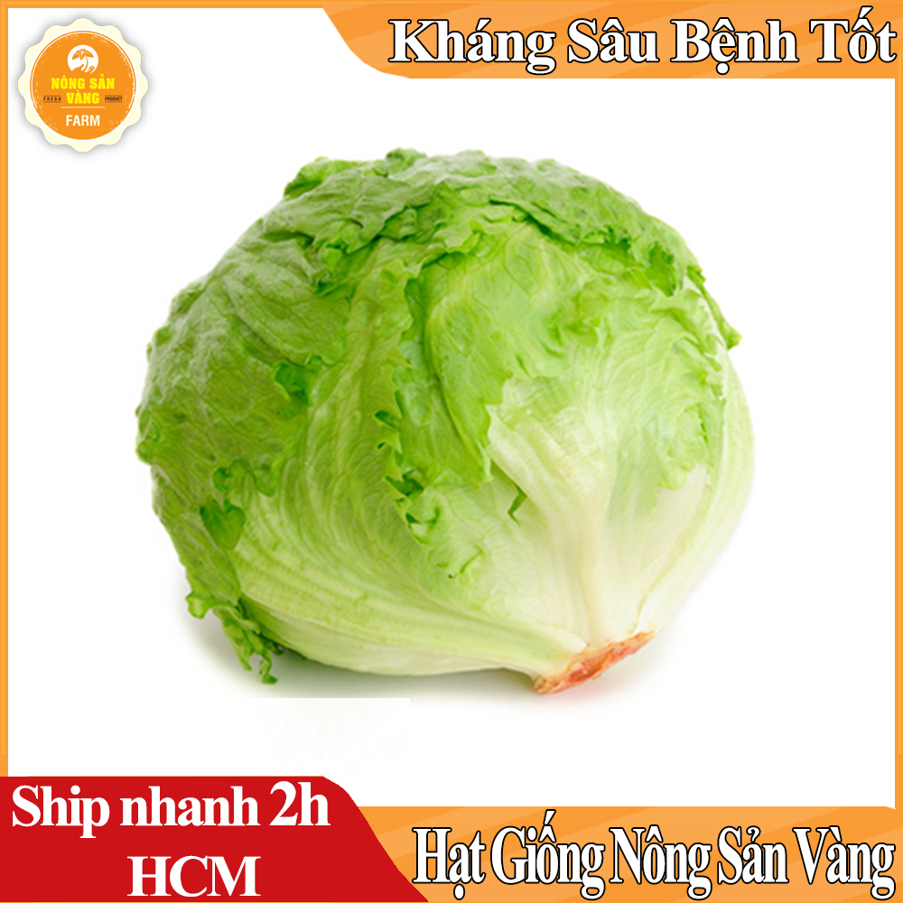 Hạt giống Xà Lách Mỹ Minetto, Chịu Nhiệt Năng Suất Cao - Nông Sản Vàng