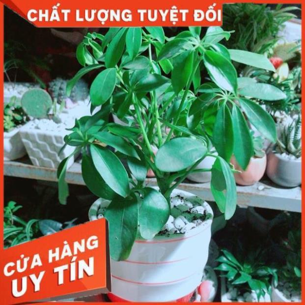 Chậu Ngũ Gia Bì