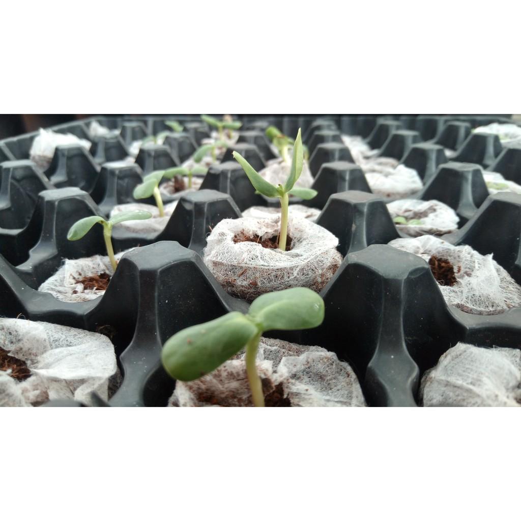 Hộp 100 viên nén mùn dừa loại 1 chứa dưỡng chất vi sinh, chuyên dùng ươm hạt, chiết cành, lấy ngó dâu tây