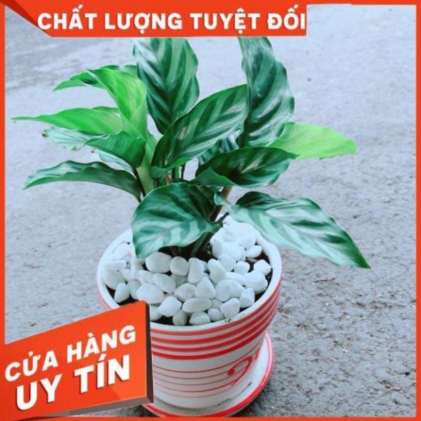 Chậu Đuôi Công Xanh