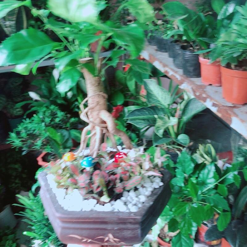 Chậu Cây Hạnh Phúc Bonsai