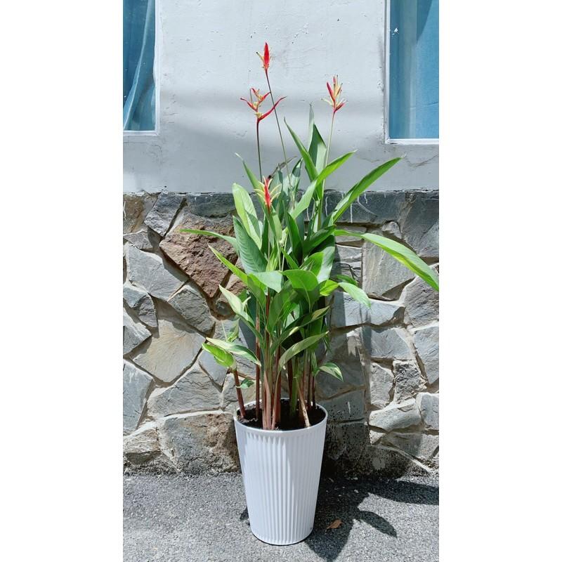 Chậu Cây Chuối Mỏ Két