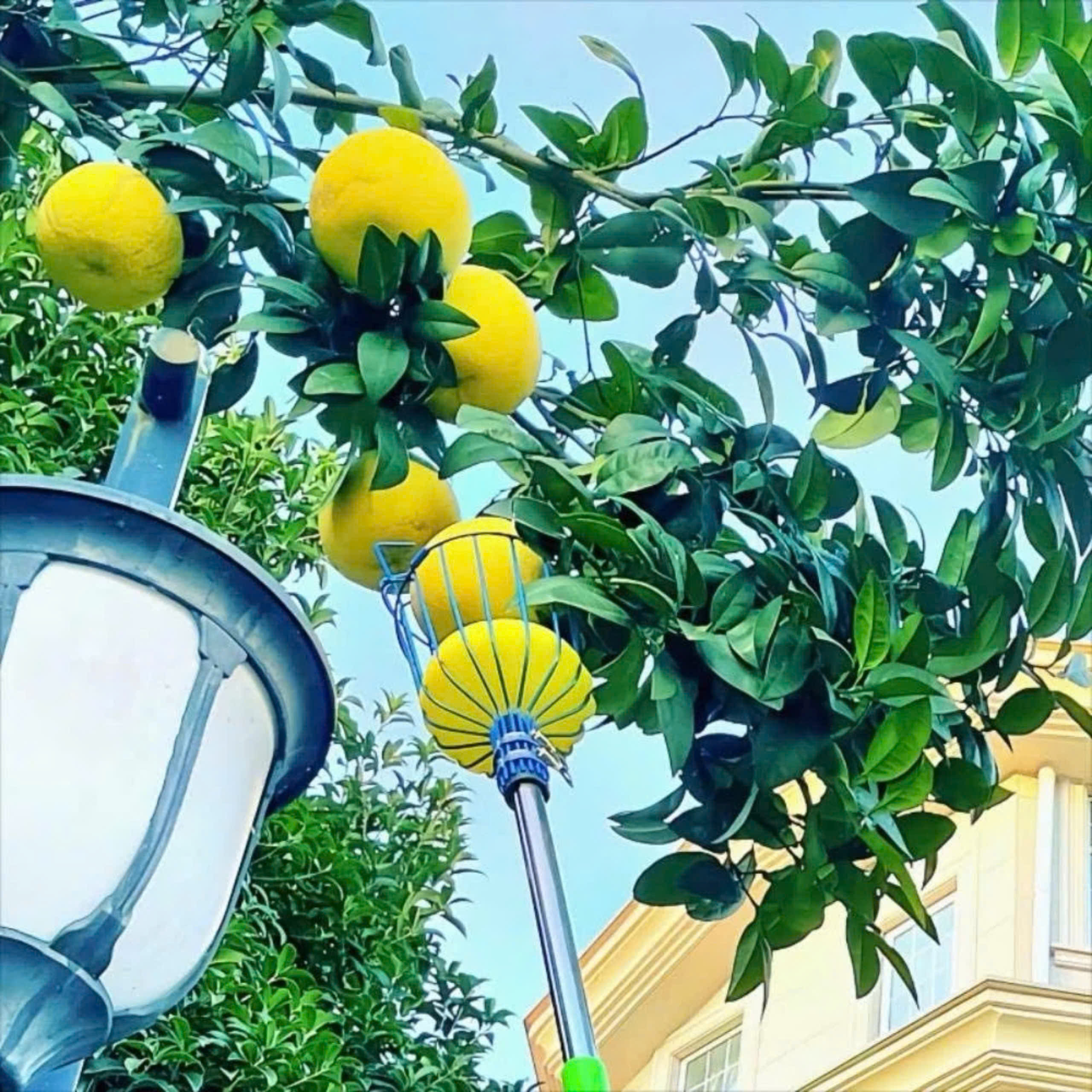 Đầu hái hoa quả trên cao đa năng