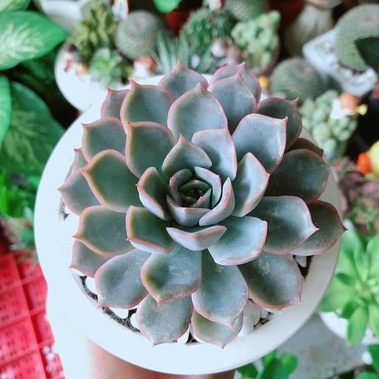 Chậu Sen Đá Tím Cánh Cứng