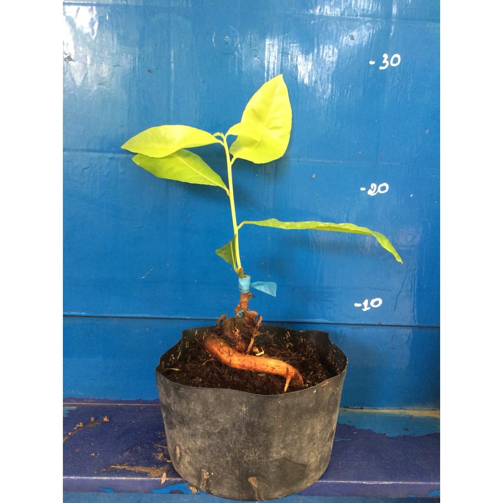 Mai Lá Ngọc Cành Vàng