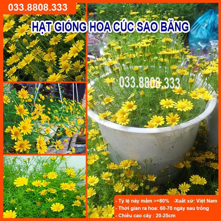 Hạt Giống Hoa Cúc Sao Băng-Tỷ lệ Nảy Mầm Cao