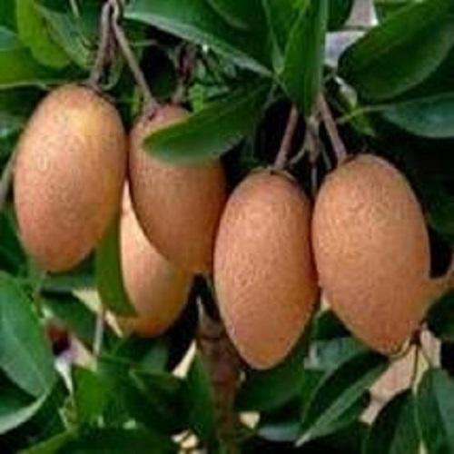CÂY GIỐNG HỒNG XIÊM XOÀI QUẢ TO NHIỆT ĐỚI SIÊU NGON SIÊU QUẢ- CAM KÊT GIỐNG CHUẨN F1