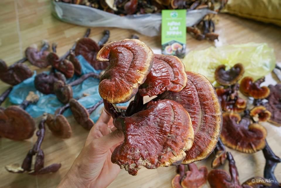 Nấm Lim Xanh Tự Nhiên Nguyên Cây | Hộp 500gr